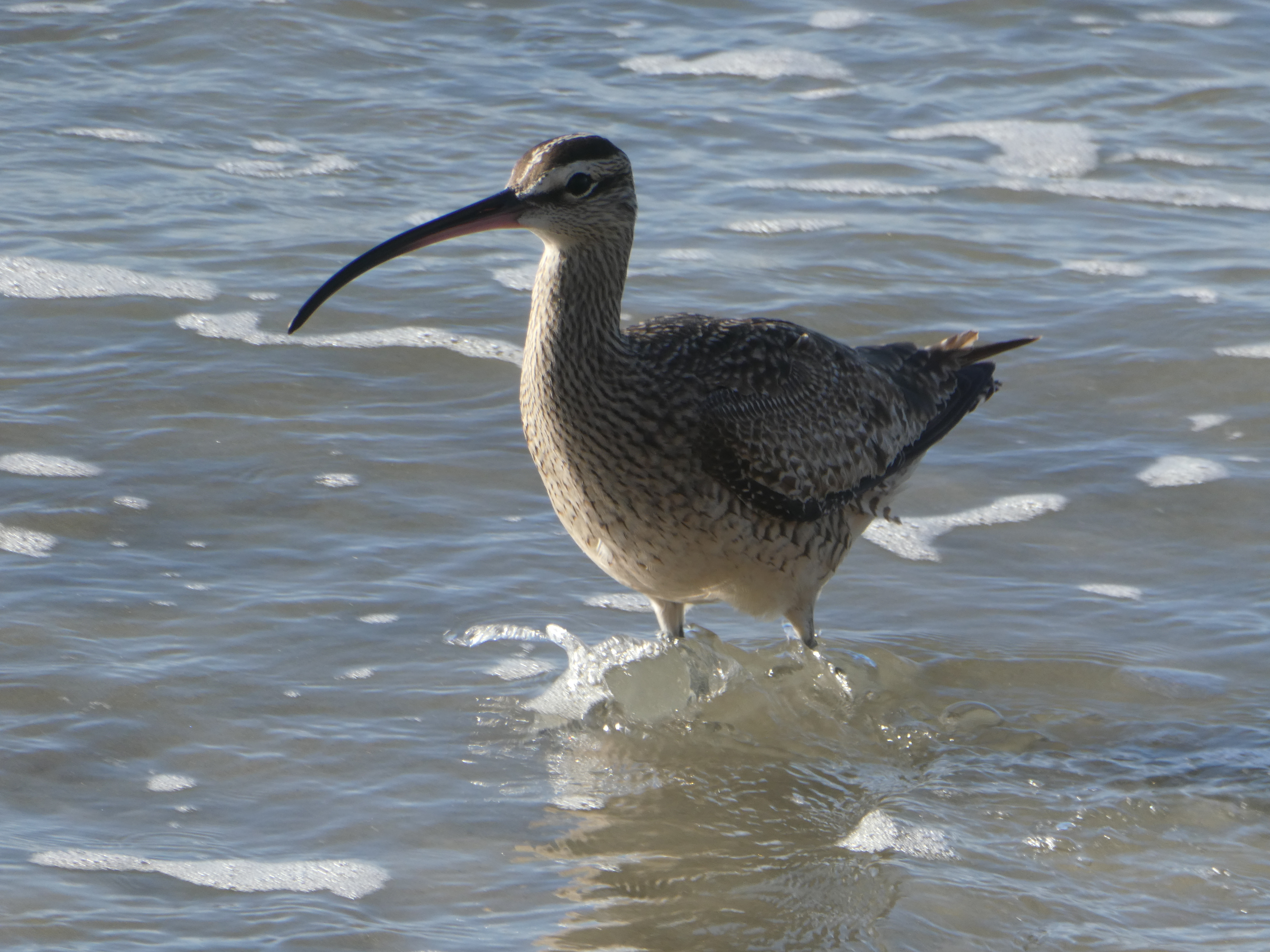 Hudsonian Whimbrel on beach